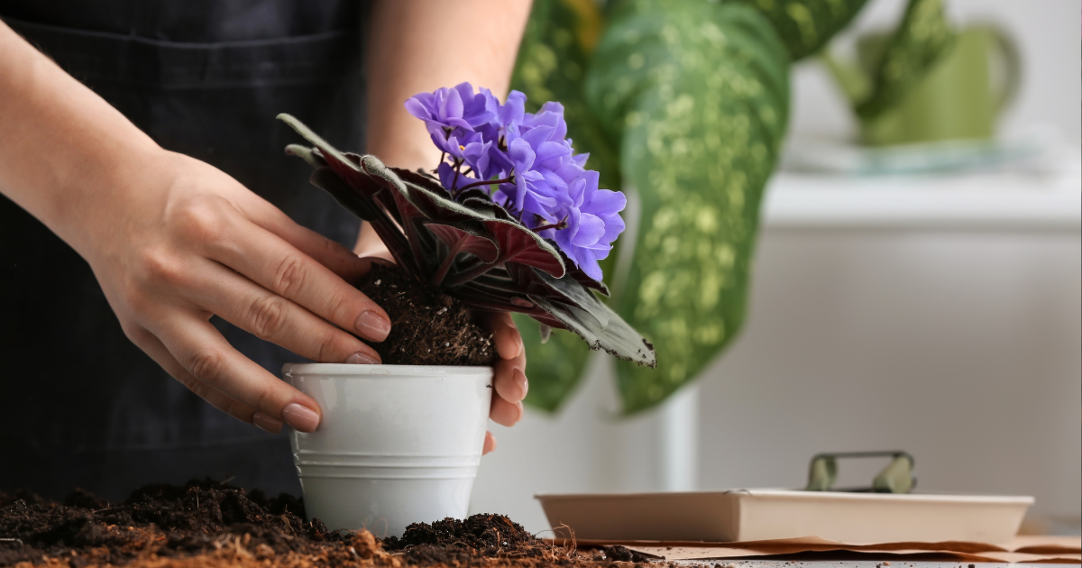Repotting African Violets: A Step-by-Step