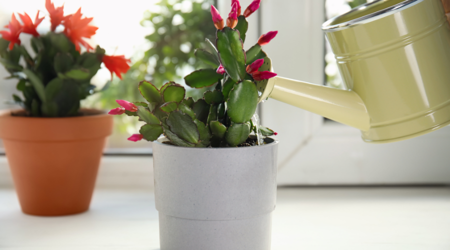 Repotting Christmas Cactus: A Comprehensive Guide