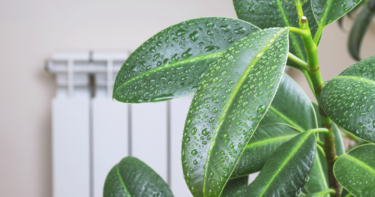 Rubber Plant Humidity Requirements Explained