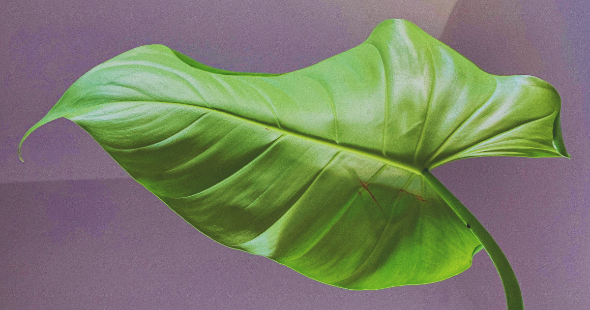 Signs of Too Much Light.png