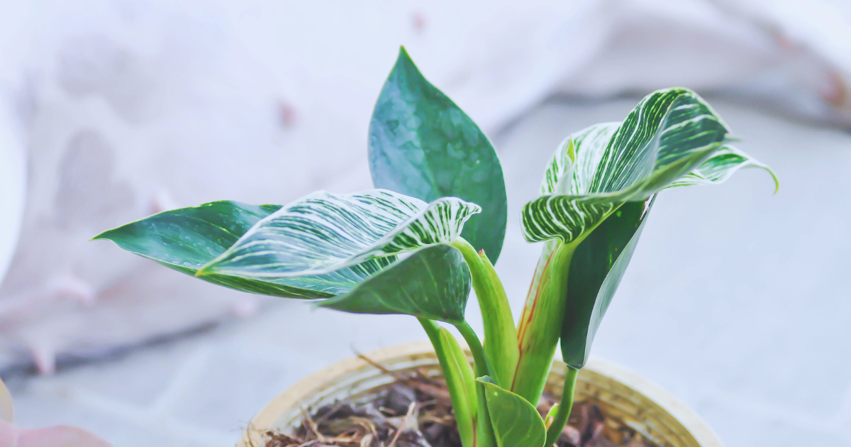 Signs of Too Little Light.png