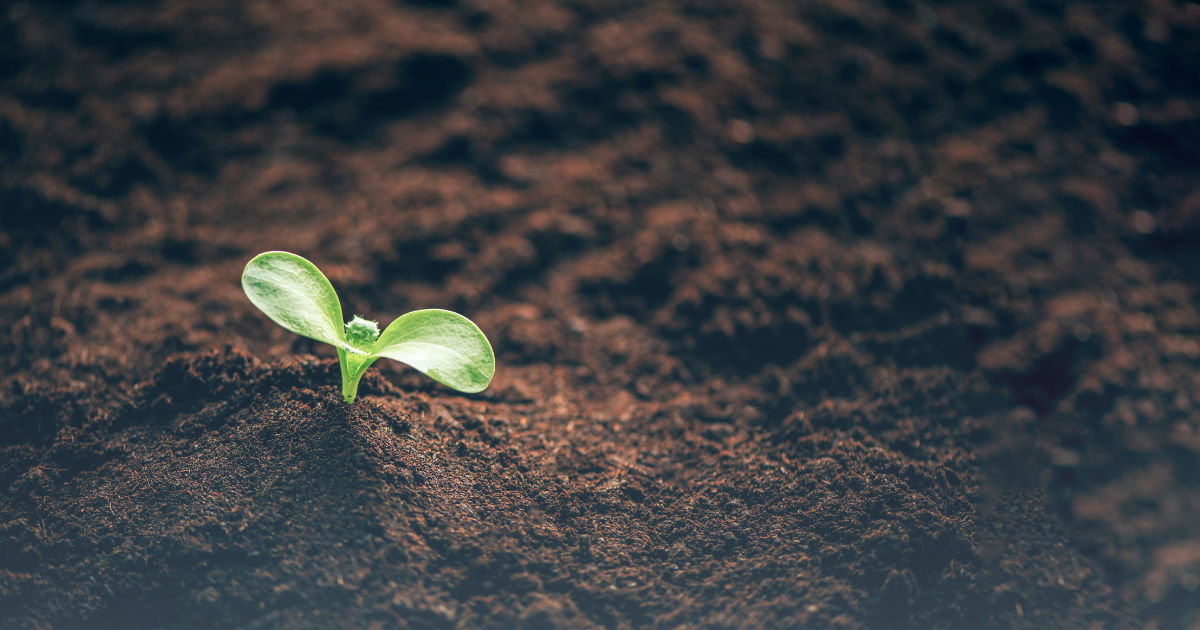 Flora | Soil 101: Understanding Plant Soil for Thriving Gardens