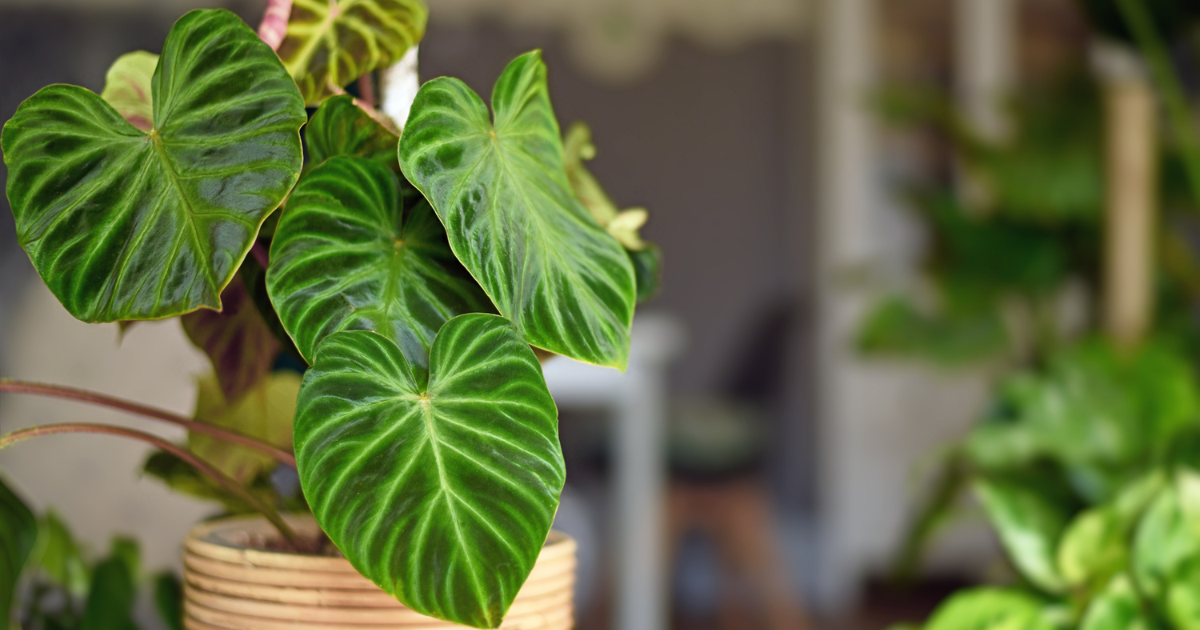  Solving Common Philodendron Problems