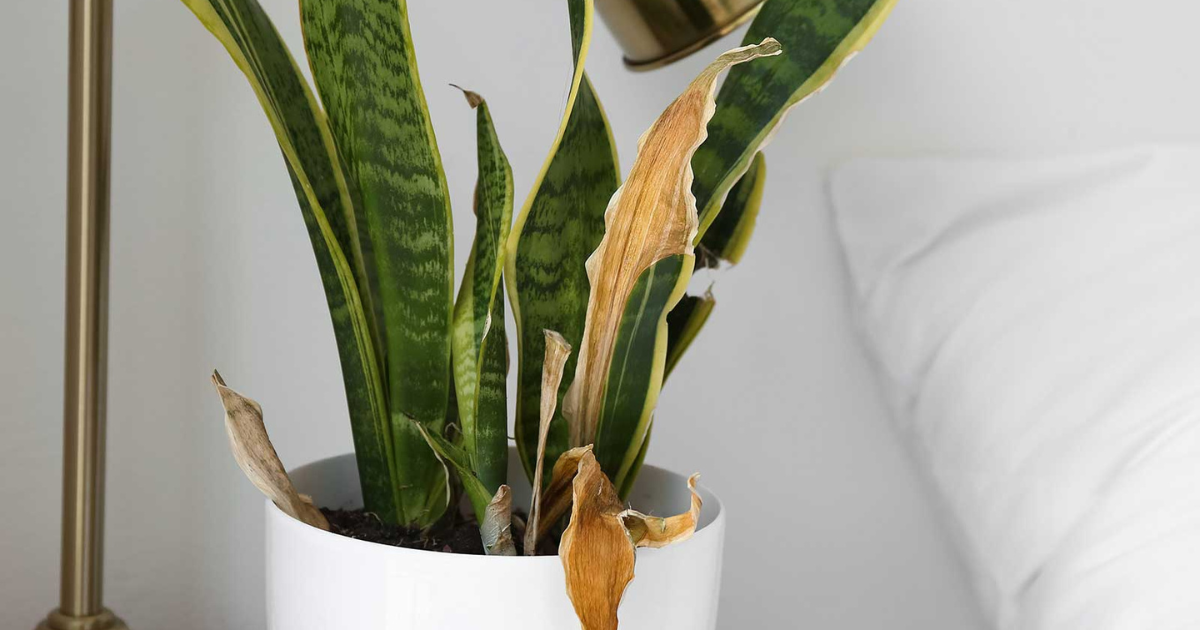 Solving Snake Plant Problems: Yellow Leaves & More