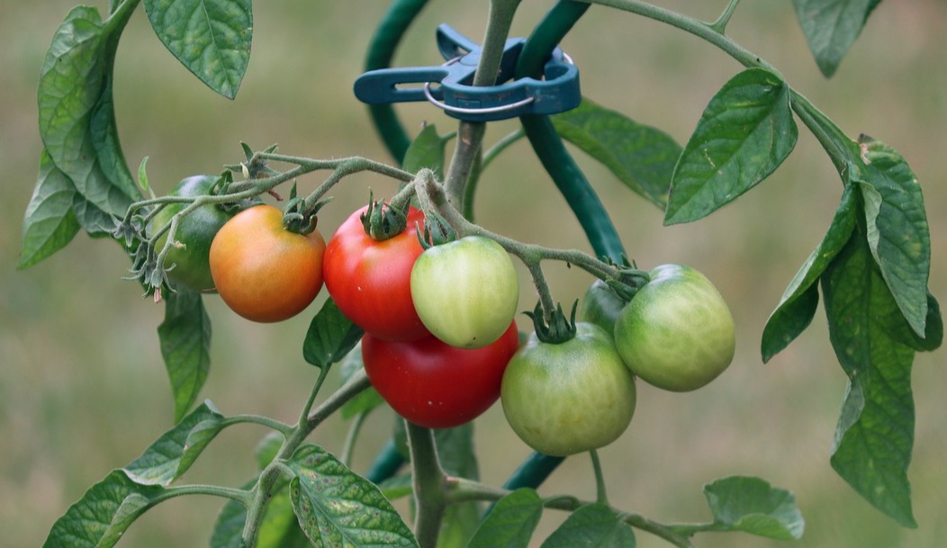 Solving Tomato Plant Problems: A Troubleshooting Guide