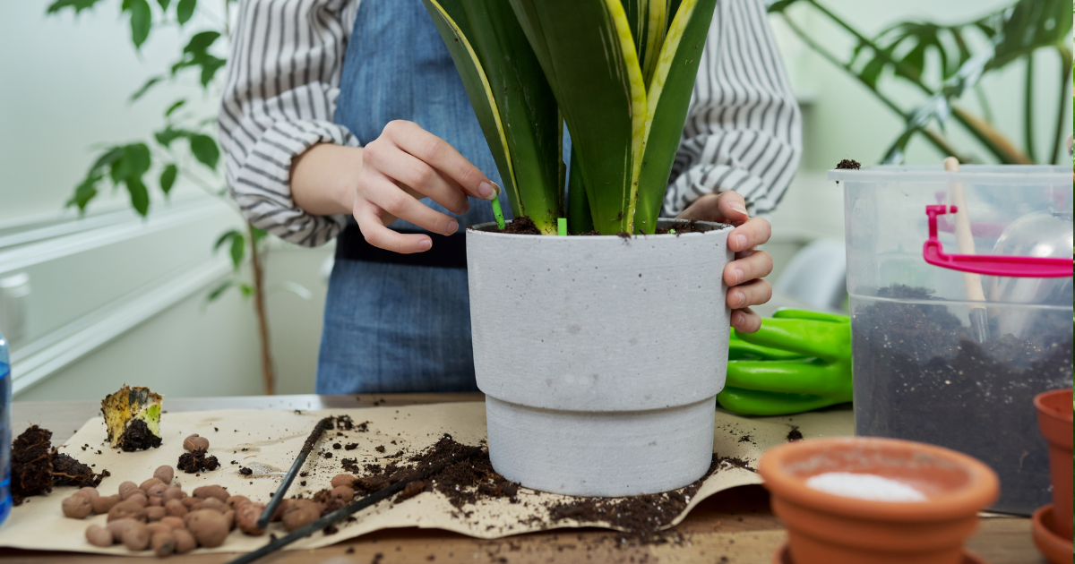 Spring Fertilizing Guide for Houseplants