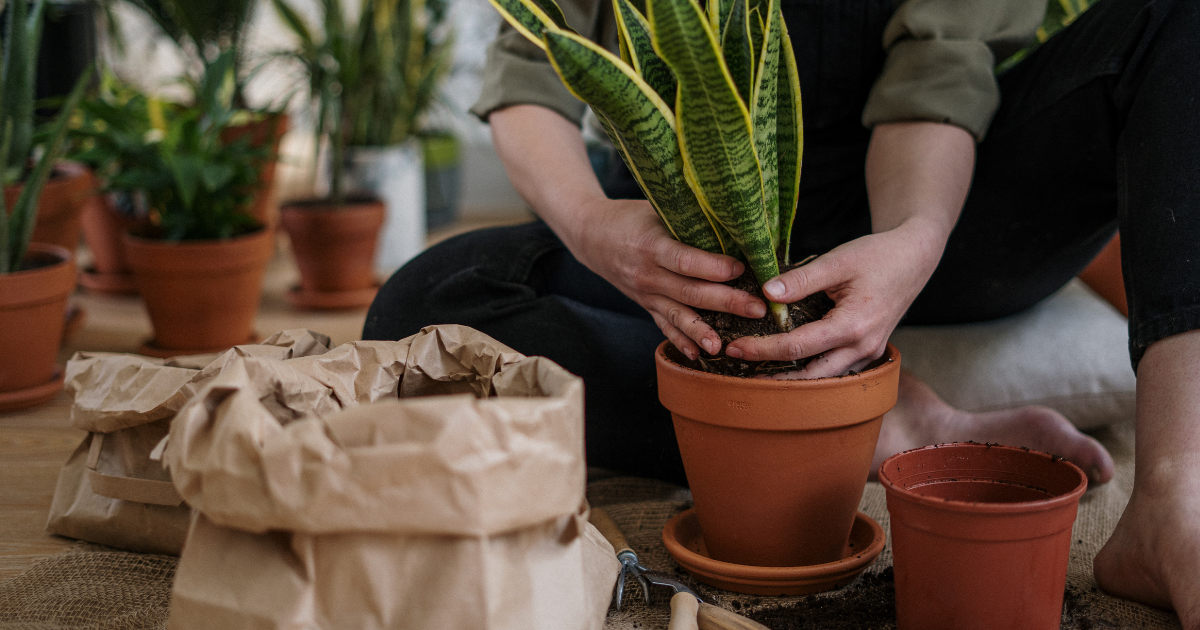 Spring Guide: Repotting Your Houseplants