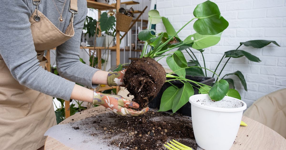 Step-by-Step: Repotting Your Philodendron