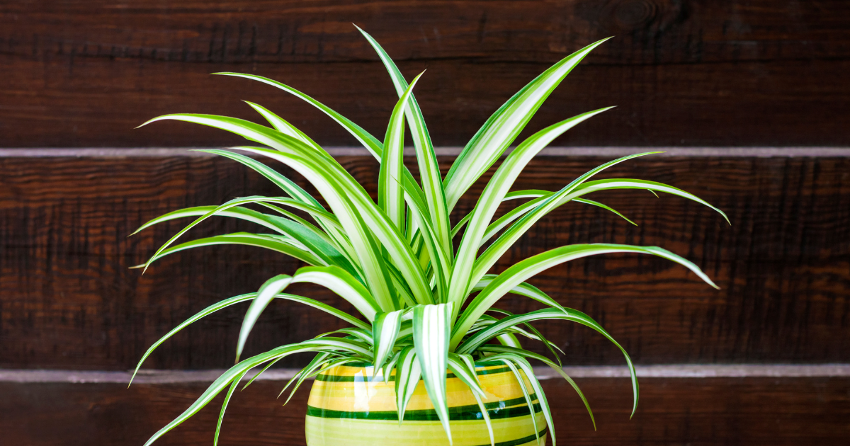 Spider Plant.png Spider Plant.png