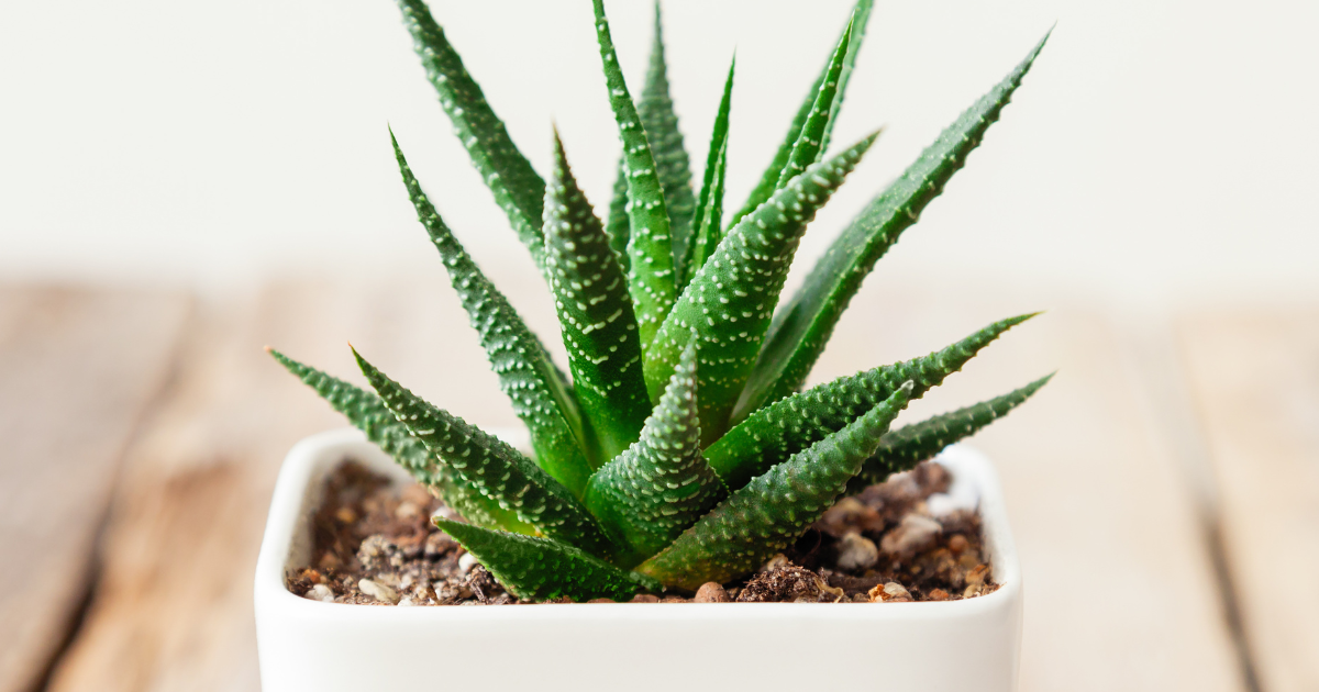 Haworthia.png Haworthia.png