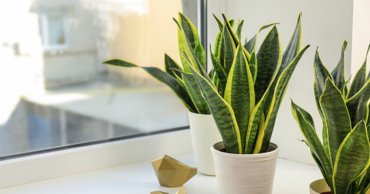 snake Plant.png snake Plant.png