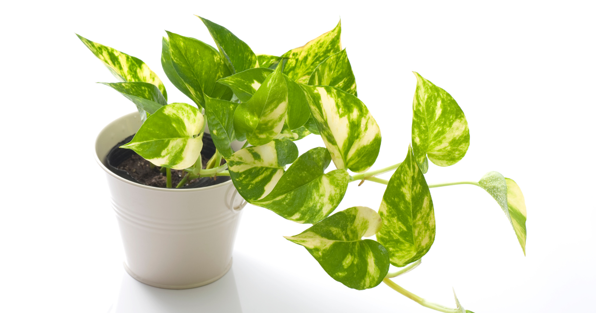 Pothos.png Pothos.png