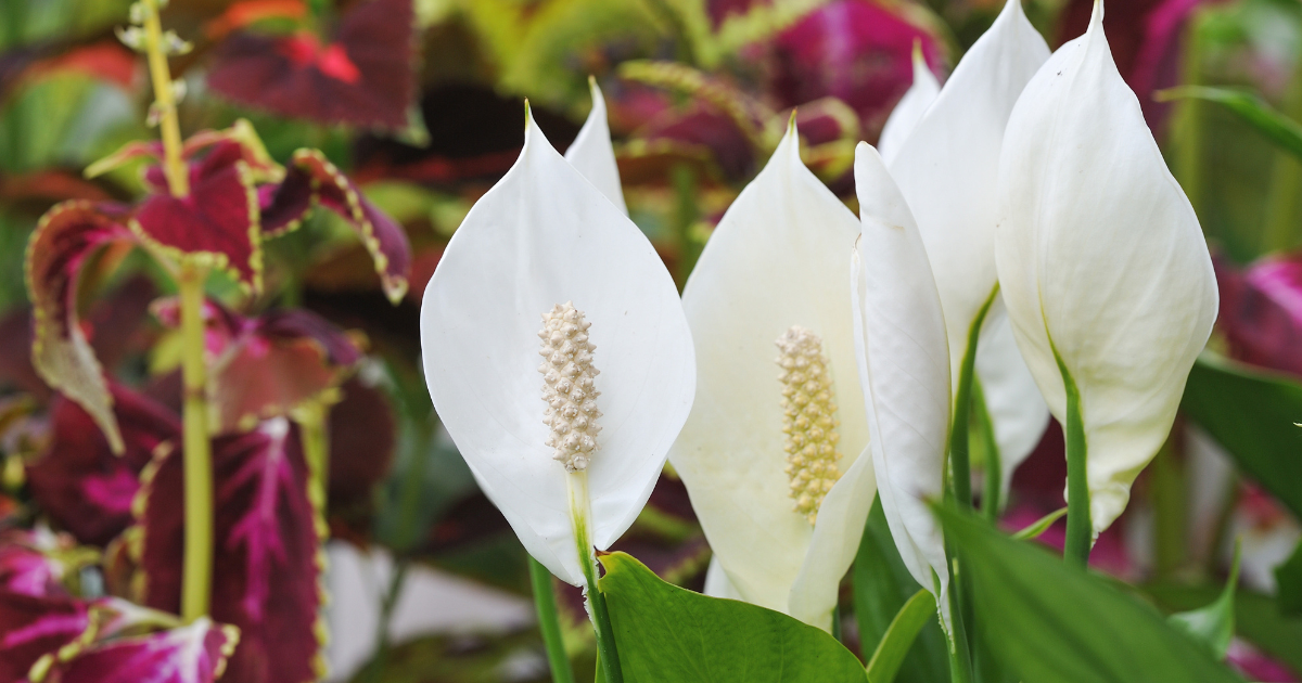 Peace Lily.png Peace Lily.png