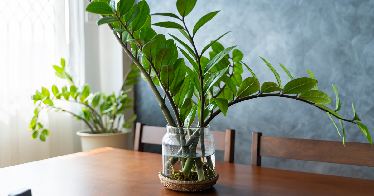 ZZ Plant (2).png ZZ Plant (2).png