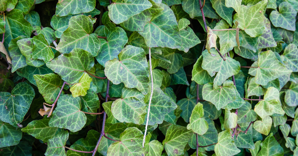 English Ivy.png English Ivy.png