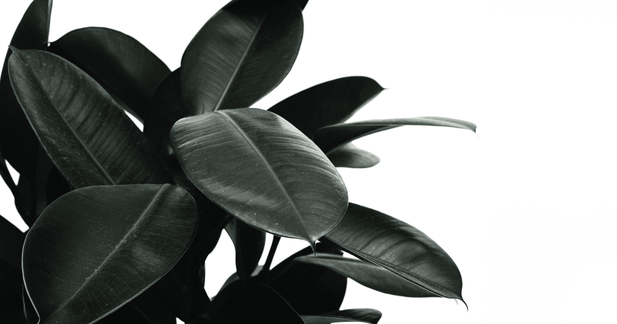 Rubber Plant.png Rubber Plant.png