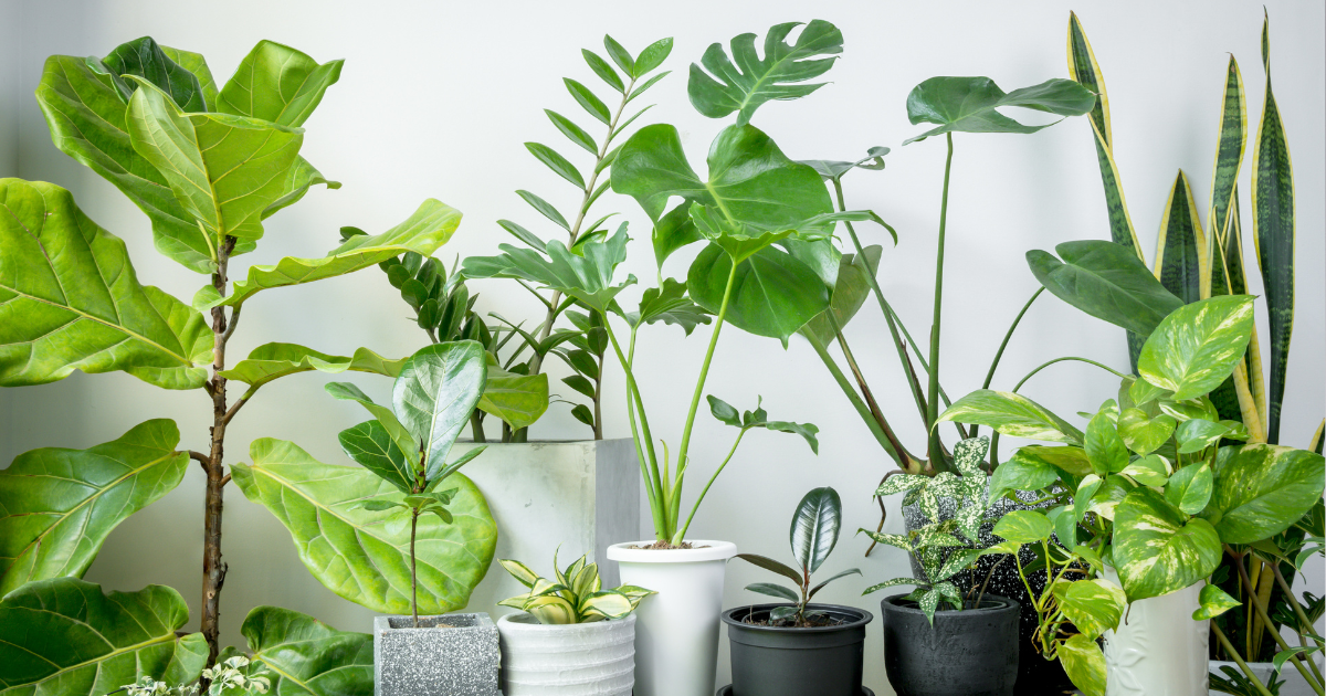 Top 10 Beginner-Friendly Houseplants