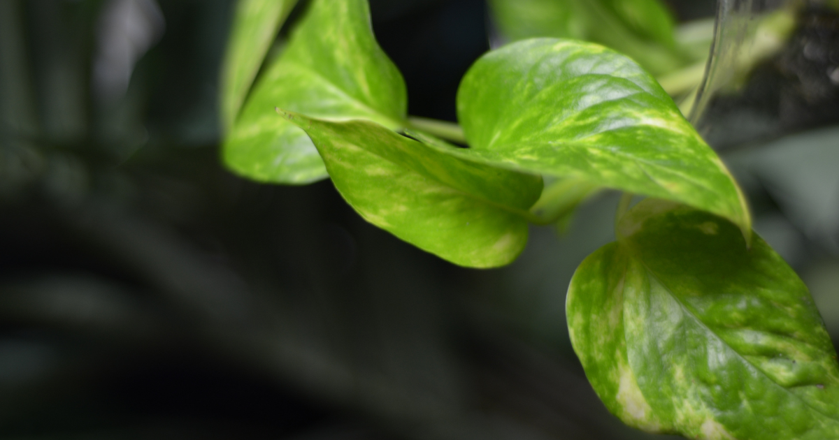 pothos care.png pothos care.png