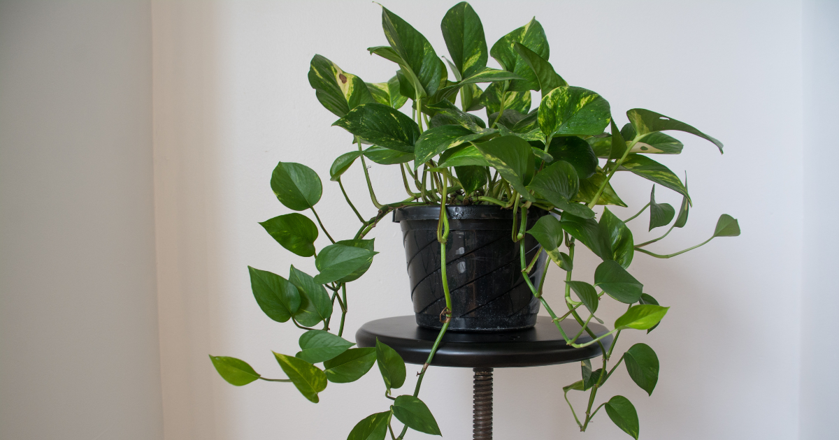 Top 4 Pothos Problems and Their Solutions