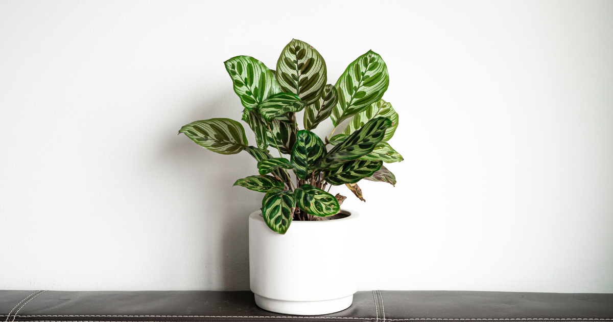 Calathea light.png