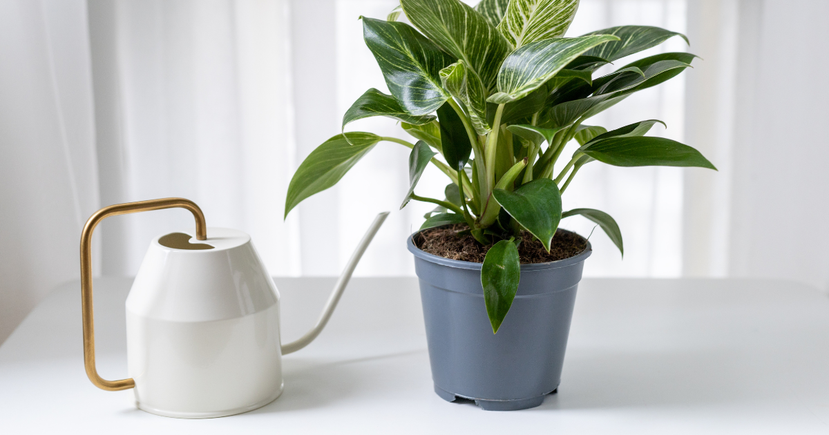 Watering Philodendrons: Best Practices