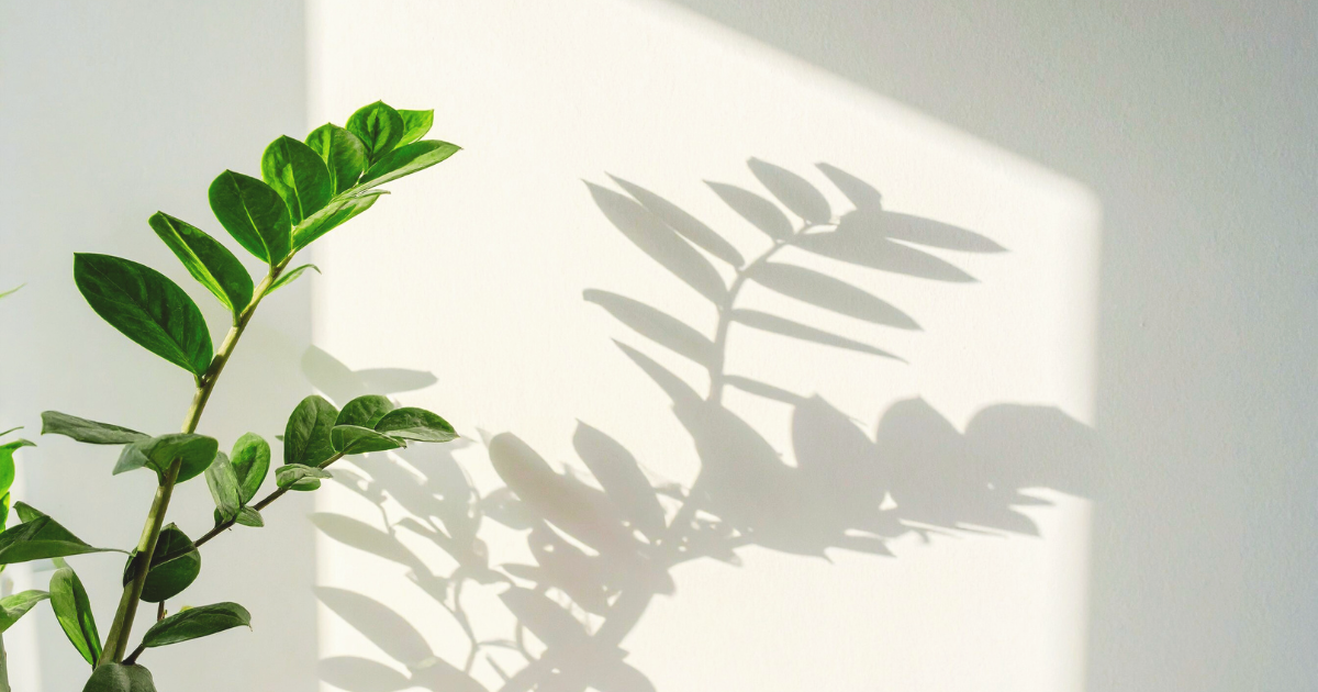 How to Encourage ZZ Plant to Bloom.png