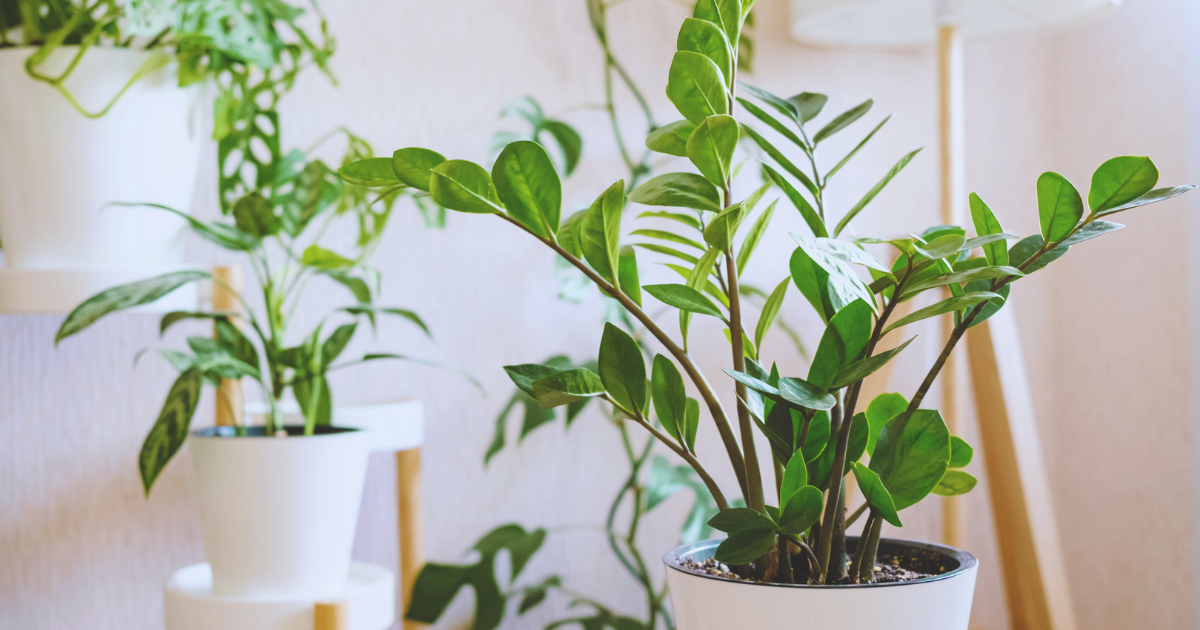 Care Tips for Rare ZZ Plant Blooms.png