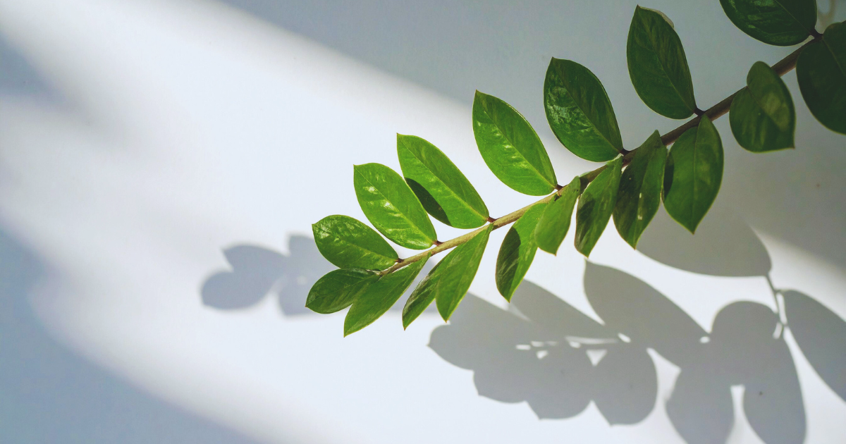 Troubleshooting ZZ Plant Flowering Issues.png