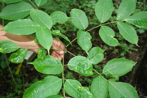 Bursera simaruba voucher:BioBot00135