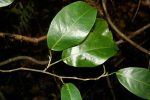 Coccoloba guanacastensis voucher:BioBot00436