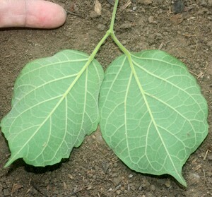 Fridericia patellifera voucher:BioBot00967