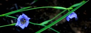 Alophia silvestris voucher:BioBot00979