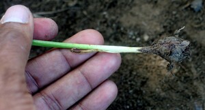 Alophia silvestris voucher:BioBot00979