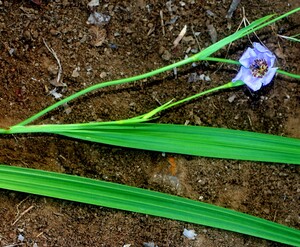 Alophia silvestris voucher:BioBot00979