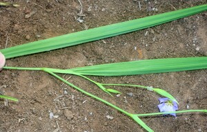Alophia silvestris voucher:BioBot00979
