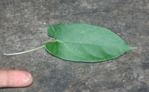 Gonolobus edulis voucher:BioBot01323