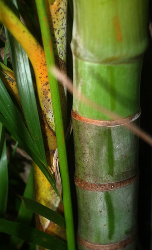 Dypsis lutescens voucher:BioBot01977