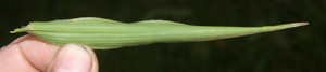 Homolepis aturensis voucher:BioBot05904