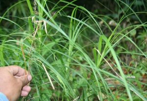 Rhynchospora polyphylla voucher:BioBot05908