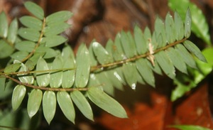 Cryptochloa concinna voucher:BioBot06191