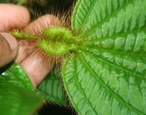 Miconia formicosetosa voucher:BioBot06327