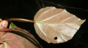 Begonia glabra voucher:BioBot06390