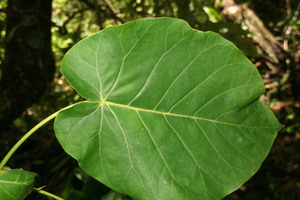 Ficus nymphaeifolia voucher:BioBot06609