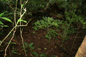 Pombalia hespericliva voucher:BioBot10010