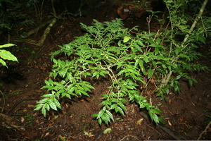 Pombalia hespericliva voucher:BioBot10010