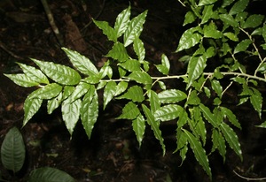 Pombalia hespericliva voucher:BioBot10010
