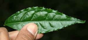 Pombalia hespericliva voucher:BioBot10010