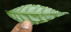 Pombalia hespericliva voucher:BioBot10010