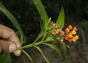 Asclepias curassavica voucher:BioBot10118