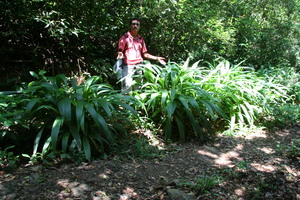 Setaria palmifolia voucher:BioBot10366